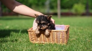 Yorkshire Teriyer Köpeği Yeşil Çimen 'de beyaz bir sepette oturuyor. Yumuşak, sevimli köpek kameraya bakar. Evcil hayvanlar