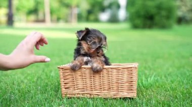 Köpek yavrusu gözlük takıyor, çimlerin üzerinde hasır bir sepetin içinde oturuyor. Köpek çok tatlı ve ciddi görünüyor, genç görünümü ve yetişkin aksesuarı arasında komik bir kontrastlık oluşturuyor.