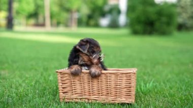 Köpek yavrusu gözlük takıyor, çimlerin üzerinde hasır bir sepetin içinde oturuyor. Köpek çok tatlı ve ciddi görünüyor, genç görünümü ve yetişkin aksesuarı arasında komik bir kontrastlık oluşturuyor.