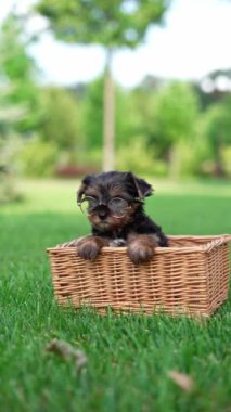 Köpek yavrusu gözlük takıyor, çimlerin üzerinde hasır bir sepetin içinde oturuyor. Köpek çok tatlı ve ciddi görünüyor, genç görünümü ve yetişkin aksesuarı arasında komik bir kontrastlık oluşturuyor.