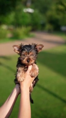 Yorkshire Teriyer Köpeği Yeşil Çimlerde Oturuyor. Yumuşak, sevimli köpek kameraya bakar. Evcil hayvanlar