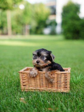 Köpek yavrusu gözlük takıyor, çimlerin üzerinde hasır bir sepetin içinde oturuyor. Köpek çok tatlı ve ciddi görünüyor, genç görünümü ve yetişkin aksesuarı arasında komik bir kontrastlık oluşturuyor.