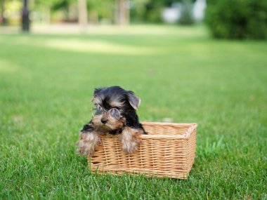 Köpek yavrusu gözlük takıyor, çimlerin üzerinde hasır bir sepetin içinde oturuyor. Köpek çok tatlı ve ciddi görünüyor, genç görünümü ve yetişkin aksesuarı arasında komik bir kontrastlık oluşturuyor.