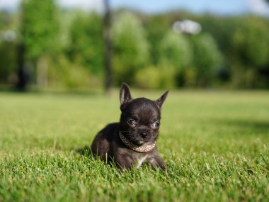 Şirin gri chihuahua köpek yavrusu yemyeşil çimlerde oturuyor.