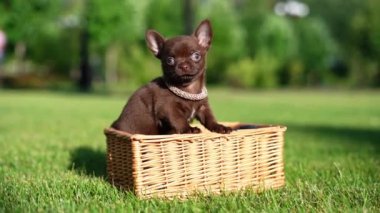 Şirin kahverengi chihuahua köpek yavrusu yemyeşil çimlerde oturuyor. Evcil hayvanlar. Dikey video