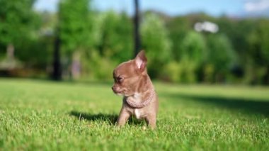 Şirin kahverengi chihuahua köpek yavrusu yemyeşil çimlerde oturuyor. Evcil hayvanlar. Dikey video