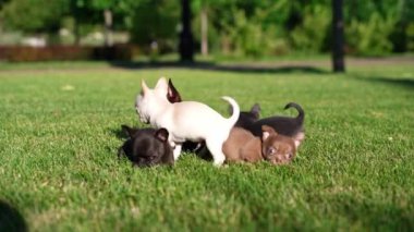 Canlı yeşil bir çimenlikte oturan beş sevimli Chihuahua yavrusu grubu. Yavrular kahverengi, siyah, gri ve beyaz olmak üzere farklı renklerdedir..