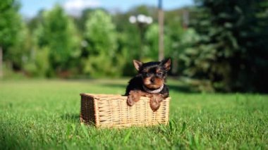 Yorkshire Teriyer Köpeği Yeşil Çimen 'de beyaz bir sepette oturuyor. Yumuşak, sevimli köpek kameraya bakar. Evcil hayvanlar