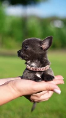 Gri, sevimli bir chihuahua köpek yavrusu yemyeşil bir çimenlikte oturuyor. Evcil hayvanlar. Dikey video