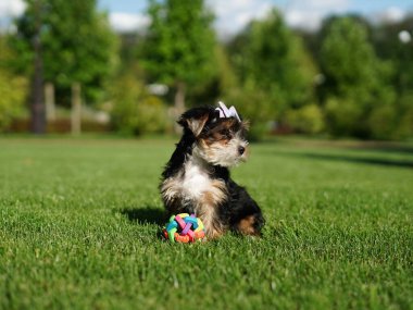 Yorkshire Teriyer Köpeği Yeşil Çimlerde Oturuyor. Yumuşak, sevimli köpek kameraya bakar. Evcil hayvanlar