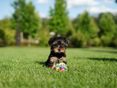 Yorkshire Teriyer Köpeği Yeşil Çimlerde Oturuyor. Yumuşak, sevimli köpek kameraya bakar. Evcil hayvanlar