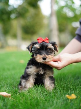 Yorkshire Teriyer Köpeği Yeşil Çimlerde Oturuyor. Yumuşak, sevimli köpek kameraya bakar. Evcil hayvanlar