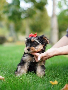 Yorkshire Teriyer Köpeği Yeşil Çimlerde Oturuyor. Yumuşak, sevimli köpek kameraya bakar. Evcil hayvanlar