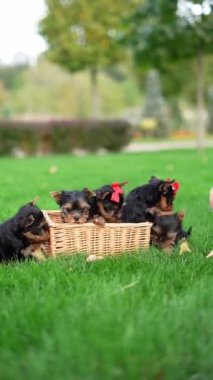 Yorkshire Teriyer Yavruları Green Grass 'te hasır bir sepette oturuyorlar. Yumuşak, sevimli köpek kameraya bakar. Evcil hayvanlar