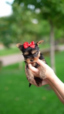 Yorkshire Teriyer Yavruları Green Grass 'te hasır bir sepette oturuyorlar. Yumuşak, sevimli köpek kameraya bakar. Evcil hayvanlar