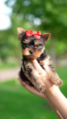 Yorkshire Teriyer Yavruları Green Grass 'te hasır bir sepette oturuyorlar. Yumuşak, sevimli köpek kameraya bakar. Evcil hayvanlar
