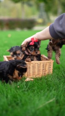 Yorkshire Teriyer Yavruları Green Grass 'te hasır bir sepette oturuyorlar. Yumuşak, sevimli köpek kameraya bakar. Evcil hayvanlar