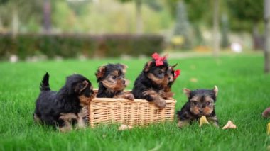 Yorkshire Teriyer Yavruları Green Grass 'te hasır bir sepette oturuyorlar. Yumuşak, sevimli köpek kameraya bakar. Evcil hayvanlar