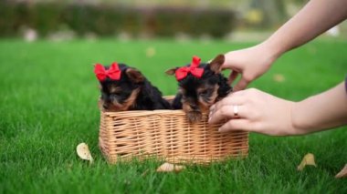 Yorkshire Teriyer Yavruları Green Grass 'te hasır bir sepette oturuyorlar. Yumuşak, sevimli köpek kameraya bakar. Evcil hayvanlar