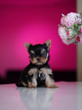 Yorkshire Terrier Puppy Sitting on a white table on purple background. Cute domestic pets clipart