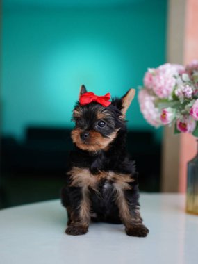 Yorkshire Terrier Puppy Sitting on a white table on blue background. Cute domestic pets clipart