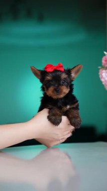 Yorkshire Teriyer Köpeği menekşe bir masada oturuyor. Sevimli evcil hayvanlar.