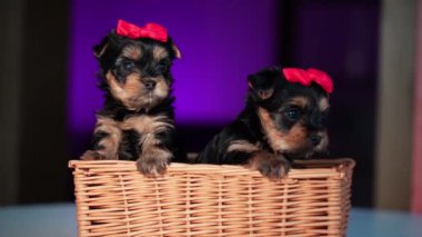 Yorkshire Teriyer Köpeği menekşe bir masada oturuyor. Sevimli evcil hayvanlar.