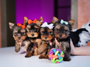 Yorkshire Terrier Puppy Sitting on a violet table. Cute domestic pets clipart