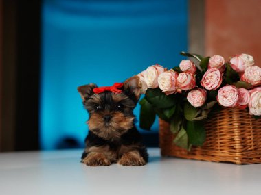 Yorkshire Terrier Puppy Sitting on a white table near a bouquet of flowers. Cute domestic pets clipart