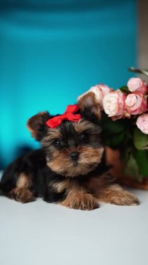 Yorkshire Teriyeri Köpeği bir buket çiçeğin yanında beyaz bir masada oturuyor. Sevimli evcil hayvanlar.