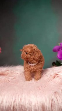 Pembe Kürk Yastığında Oturan Kırmızı Oyuncak Köpek Yavrusu. Şirin köpek yavrusu kameraya bakıyor. Dikey video