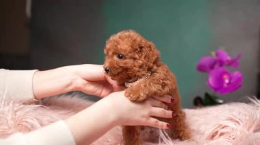Pembe Kürk Yastığında Oturan Kırmızı Oyuncak Köpek Yavrusu. Şirin köpek yavrusu kameraya bakıyor. Dikey video