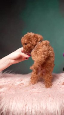 Pembe Kürk Yastığında Oturan Kırmızı Oyuncak Köpek Yavrusu. Şirin köpek yavrusu kameraya bakıyor. Dikey video