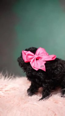 Siyah Oyuncak Köpek Yavrusu Pembe Kürk Yastığında Oturuyor. Şirin köpek yavrusu kameraya bakıyor. Dikey video