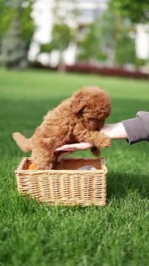 Oyuncak Kaniş Puppy parkta hasır bir sepette oturuyor. Pembe kurdeleli şirin köpek yavrusu kameraya bakıyor. Evcil hayvanlar.