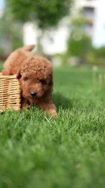 Oyuncak Kaniş Puppy parkta hasır bir sepette oturuyor. Pembe kurdeleli şirin köpek yavrusu kameraya bakıyor. Evcil hayvanlar.