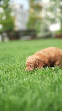 Oyuncak Kaniş Puppy parkta hasır bir sepette oturuyor. Pembe kurdeleli şirin köpek yavrusu kameraya bakıyor. Evcil hayvanlar.