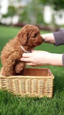Oyuncak Kaniş Puppy parkta hasır bir sepette oturuyor. Pembe kurdeleli şirin köpek yavrusu kameraya bakıyor. Evcil hayvanlar.