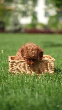 Oyuncak Kaniş Puppy parkta hasır bir sepette oturuyor. Pembe kurdeleli şirin köpek yavrusu kameraya bakıyor. Evcil hayvanlar.