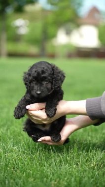 Oyuncak Kaniş Puppy parkta hasır bir sepette oturuyor. Pembe kurdeleli şirin köpek yavrusu kameraya bakıyor. Evcil hayvanlar.