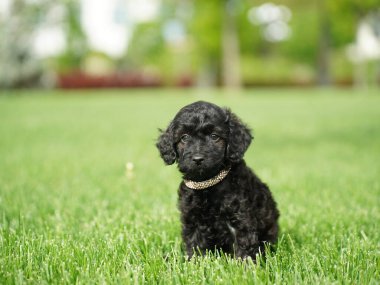 Yeşil Çimlerin Üzerinde Oturan Kaniş Yavrusu. Yumuşak, sevimli köpek kameraya bakar. Evcil hayvanlar
