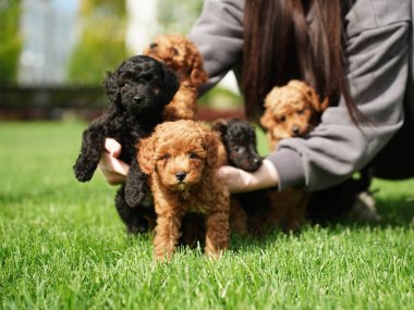 Yeşil Çimlerin Üzerinde Oturan Kaniş Yavrusu. Yumuşak, sevimli köpek kameraya bakar. Evcil hayvanlar