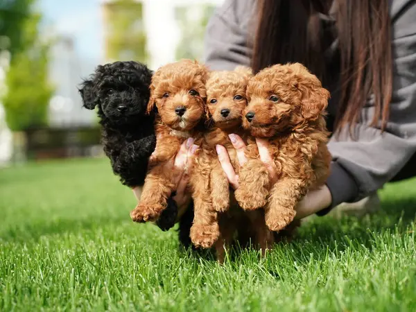 Yeşil Çimlerin Üzerinde Oturan Kaniş Yavrusu. Yumuşak, sevimli köpek kameraya bakar. Evcil hayvanlar