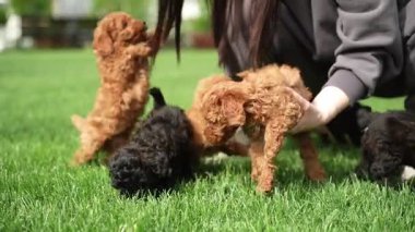 Oyuncak Kaniş Puppy parkta hasır bir sepette oturuyor. Pembe kurdeleli şirin köpek yavrusu kameraya bakıyor. Evcil hayvanlar.