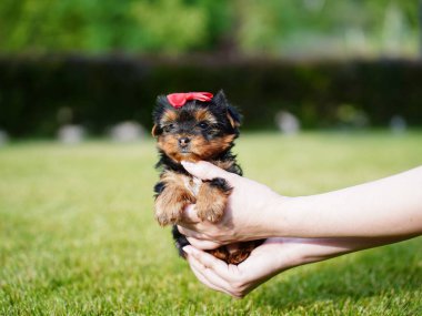 Yorkshire Teriyer Köpeği Yeşil Çimen 'de beyaz bir sepette oturuyor. Yumuşak, sevimli köpek kameraya bakar. Evcil hayvanlar