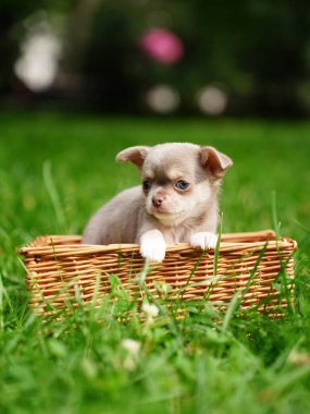 Çiçekli yeşil çimlerin üzerinde hasır bir sepette oturan chihuahua köpeği. Evcil hayvanlar