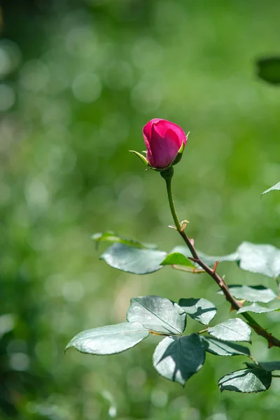 Rote Rosen Garten Sommerblumen Dorf — Stockfoto