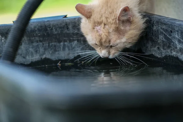 Kafasında yara olan kırmızı bir kedi siyah plastik bir konteynırdan su içer. Yaz sıcağı, hayvanlar su arıyor..