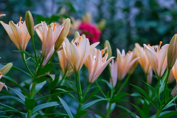 Помаранчеві Лілії Домашньому Саду Прекрасний Літній Квітник — стокове фото