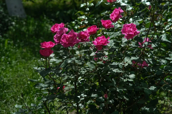 Rosas Vermelhas Jardim Arbusto Grande Com Rosas Rosa — Fotografia de Stock